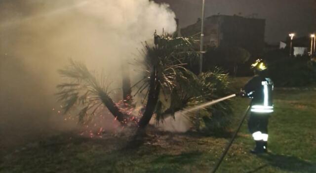 Vandalismi in porto, in fiamme un albero