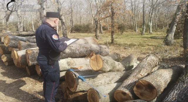 Tagliano alberi senza autorizzazione, sanzionati