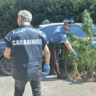 Carabinieri sequestrano 187 piante di marjuana in un campo a Bientina