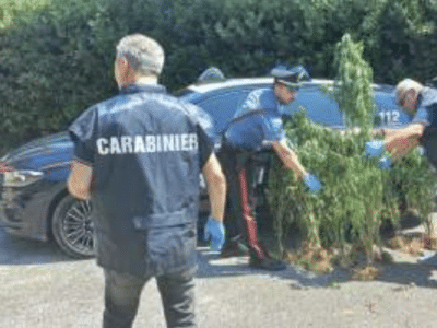 Carabinieri sequestrano 187 piante di marjuana in un campo a Bientina