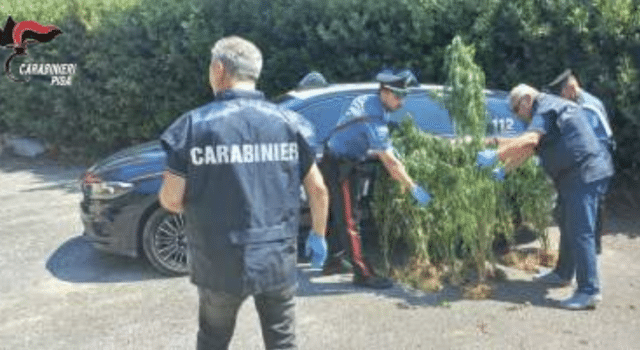 Carabinieri sequestrano 187 piante di marjuana in un campo a Bientina