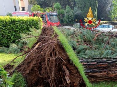 Il pino crolla in strada: danneggiati auto e motorini