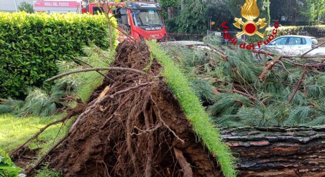 Il pino crolla in strada: danneggiati auto e motorini