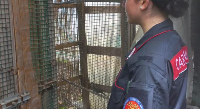 Blitz dei Forestali in un terreno: trovati scarti edili e sequestrate 7 tortore